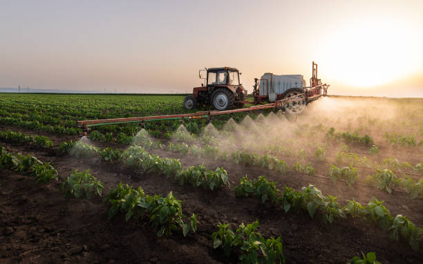 Best Ant Control Services  in Tarkio, MO